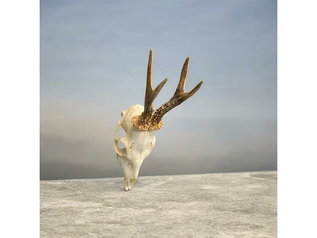 Ree - schedel met gewei - afbeelding 3 van  4