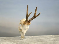 Ree - schedel met gewei - afbeelding 3 van  4