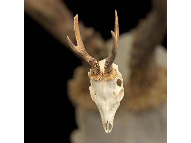 Ree - schedel met gewei - afbeelding 4 van  4