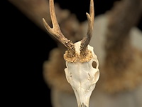 Ree - schedel met gewei - afbeelding 4 van  4