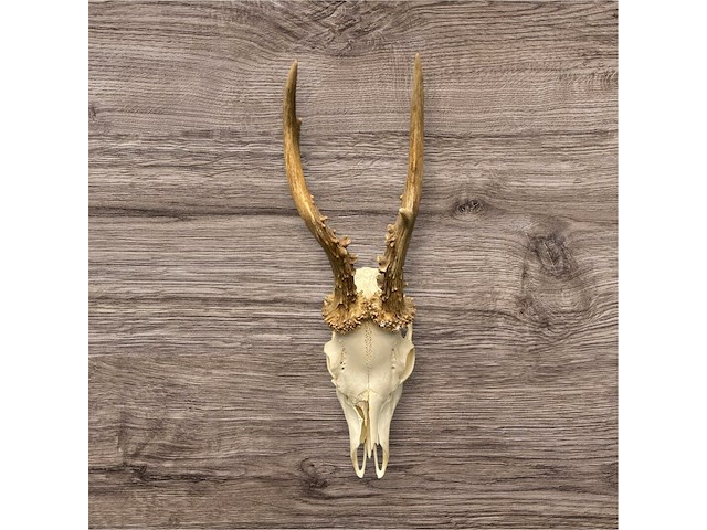 Ree - schedel met gewei - afbeelding 1 van  3
