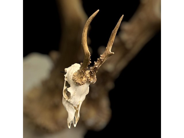 Ree - schedel met gewei - afbeelding 2 van  3