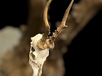 Ree - schedel met gewei - afbeelding 2 van  3