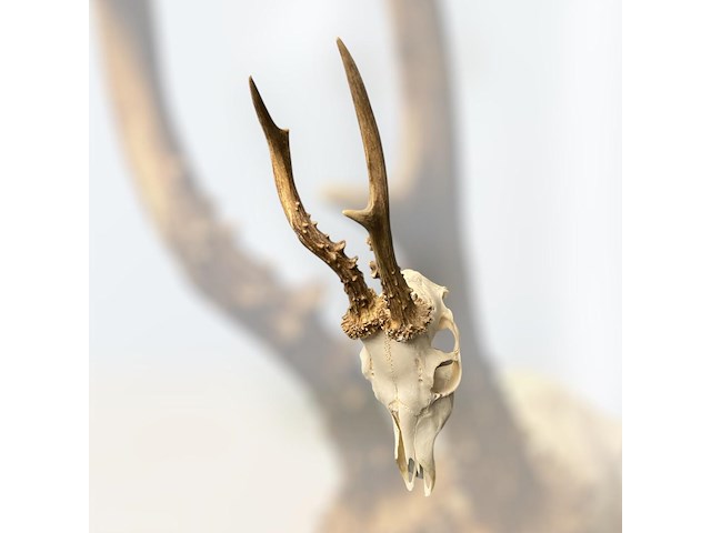 Ree - schedel met gewei - afbeelding 3 van  3