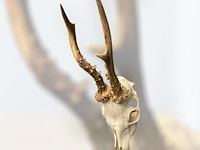 Ree - schedel met gewei - afbeelding 3 van  3