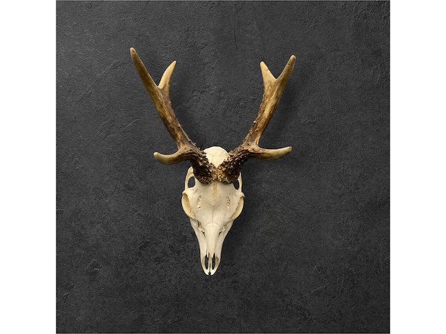 Ree - schedel met gewei - afbeelding 1 van  3