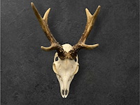 Ree - schedel met gewei - afbeelding 1 van  3