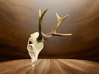 Ree - schedel met gewei - afbeelding 2 van  3