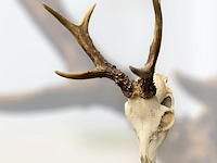 Ree - schedel met gewei - afbeelding 3 van  3