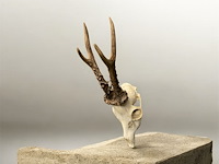 Ree - schedel met gewei - afbeelding 1 van  3
