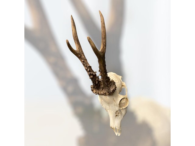 Ree - schedel met gewei - afbeelding 2 van  3