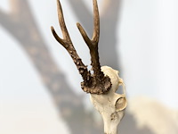 Ree - schedel met gewei - afbeelding 2 van  3