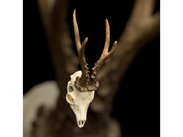 Ree - schedel met gewei - afbeelding 3 van  3