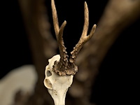 Ree - schedel met gewei - afbeelding 3 van  3
