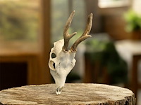 Ree - schedel met gewei - afbeelding 1 van  3