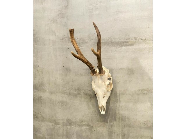 Ree - schedel met gewei - afbeelding 1 van  4