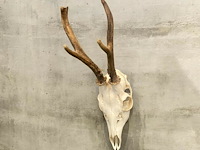Ree - schedel met gewei - afbeelding 1 van  4