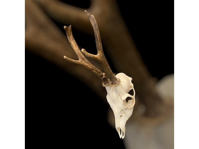 Ree - schedel met gewei - afbeelding 2 van  4