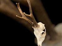 Ree - schedel met gewei - afbeelding 2 van  4