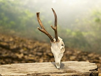 Ree - schedel met gewei - afbeelding 3 van  4