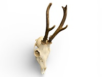 Ree - schedel met gewei - afbeelding 4 van  4