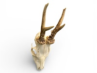 Ree - schedel met gewei - afbeelding 2 van  3