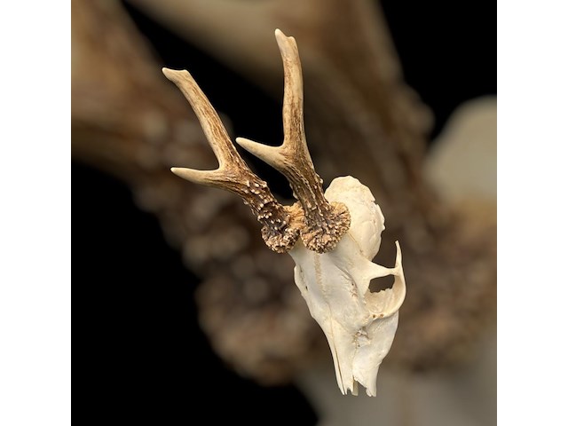 Ree - schedel met gewei - afbeelding 3 van  3