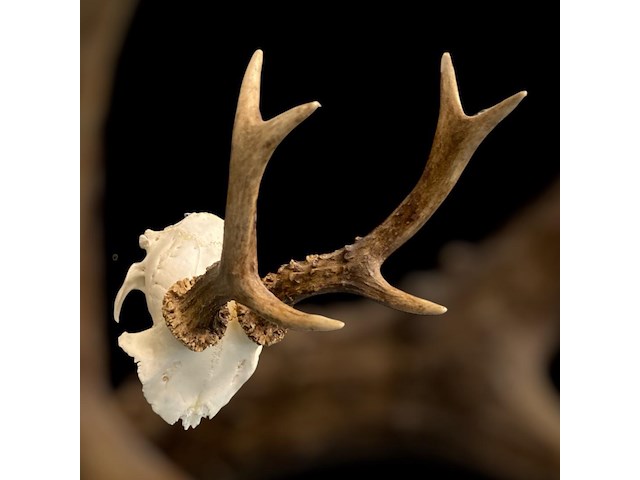 Ree - schedel met gewei - afbeelding 1 van  3