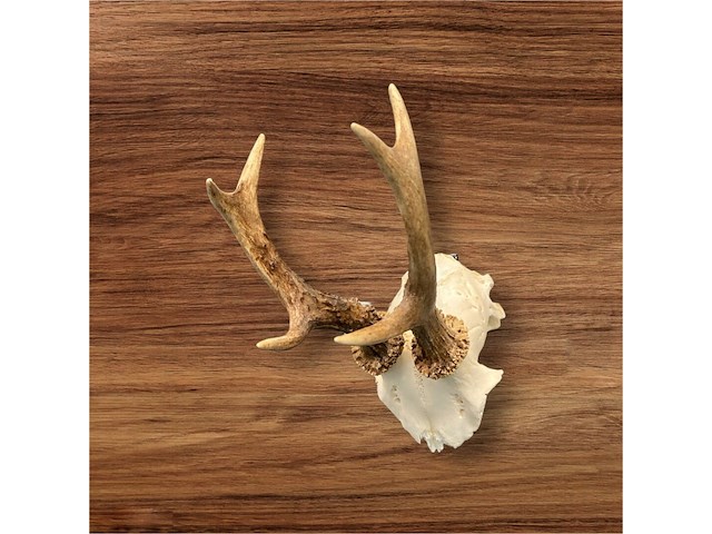 Ree - schedel met gewei - afbeelding 2 van  3