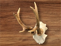 Ree - schedel met gewei - afbeelding 2 van  3