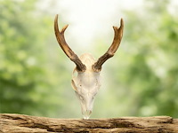 Ree - schedel met gewei - afbeelding 1 van  3