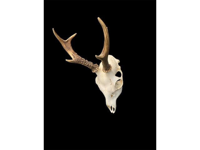 Ree - schedel met gewei - afbeelding 2 van  3