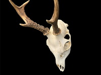 Ree - schedel met gewei - afbeelding 2 van  3