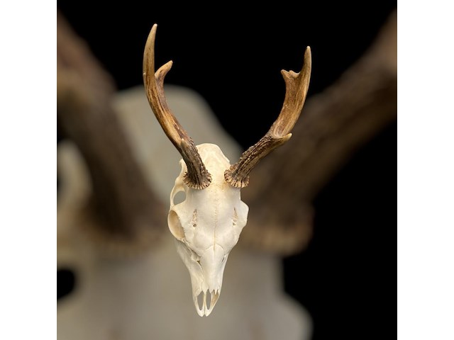 Ree - schedel met gewei - afbeelding 3 van  3