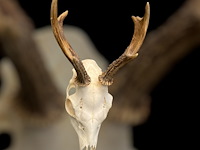 Ree - schedel met gewei - afbeelding 3 van  3