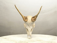 Ree - schedel met gewei - afbeelding 1 van  5