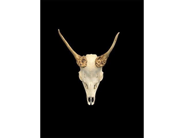 Ree - schedel met gewei - afbeelding 2 van  5