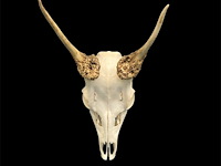 Ree - schedel met gewei - afbeelding 2 van  5