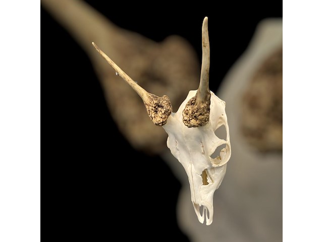 Ree - schedel met gewei - afbeelding 3 van  5