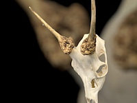 Ree - schedel met gewei - afbeelding 3 van  5