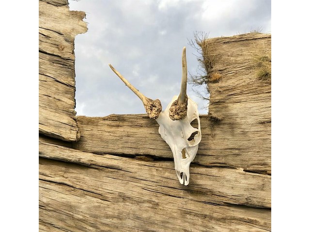 Ree - schedel met gewei - afbeelding 4 van  5