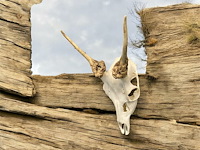 Ree - schedel met gewei - afbeelding 4 van  5