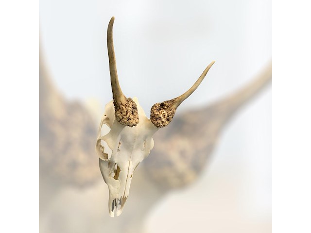 Ree - schedel met gewei - afbeelding 5 van  5