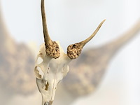 Ree - schedel met gewei - afbeelding 5 van  5