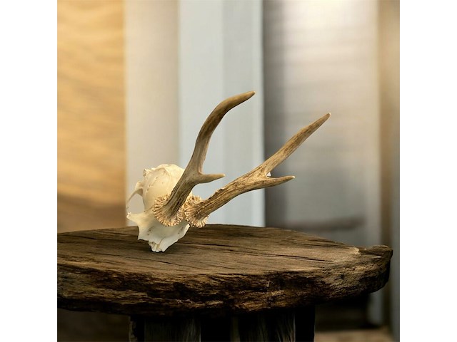 Ree - schedel met gewei - afbeelding 1 van  3