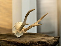 Ree - schedel met gewei - afbeelding 1 van  3