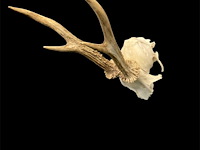 Ree - schedel met gewei - afbeelding 2 van  3