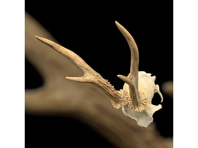 Ree - schedel met gewei - afbeelding 3 van  3