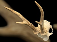 Ree - schedel met gewei - afbeelding 3 van  3