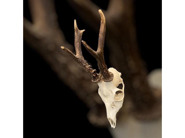 Ree - schedel met gewei - afbeelding 1 van  4